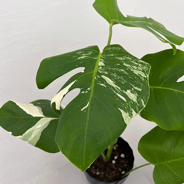 モンステラ ホワイトタイガー（花、ガーデニング）のおすすめ人気商品