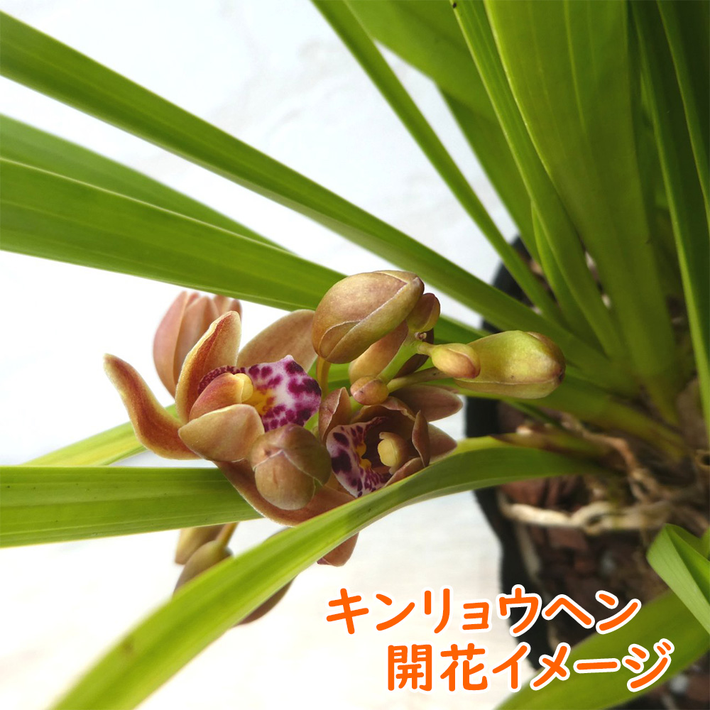 花芽2つ付き 】キンリョウヘン（ 金稜辺 ）5号鉢 ニホンミツバチを