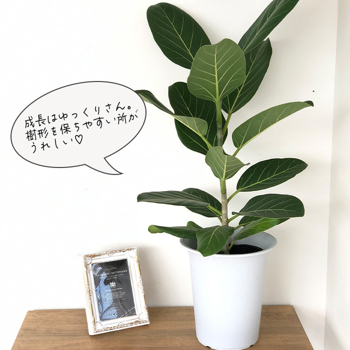 日本花キ流通 観葉植物 フィカス ベンガレンシス ゴムの木 6号鉢 送料
