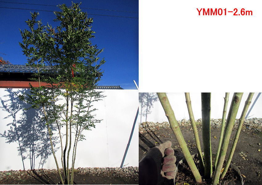 現品発送 シマトネリコ 樹高2.5m-2.7m(根鉢含まず) 株立 シンボル