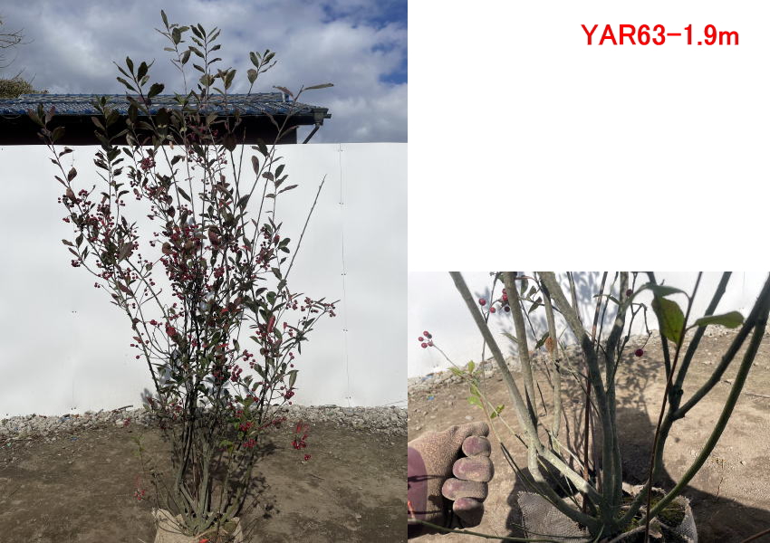 現品発送 アロニア（クックベリー） 株立 樹高1.4-1.9m(根鉢含まず