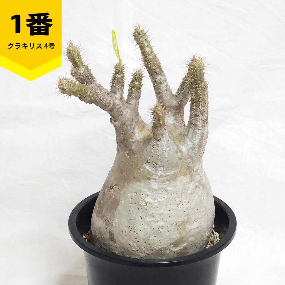 パキポディウム グラキリス 4号 プラ鉢 コーデックス 塊根 珍奇