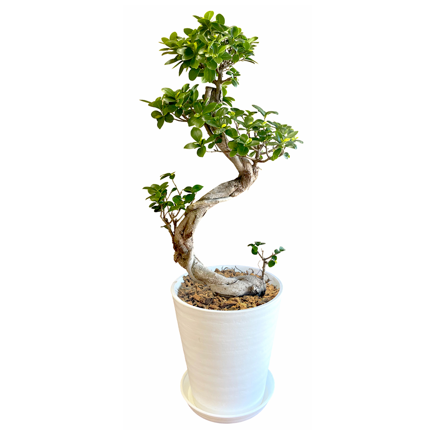 花のギフト社 ガジュマル 観葉植物 大型 ガジュマルの木 昇り龍 8号鉢