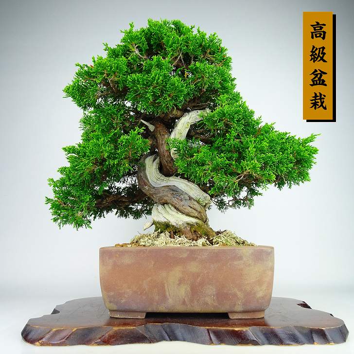 盆栽 真柏 樹高 約35cm しんぱく 高級盆栽 Juniperus chinensis