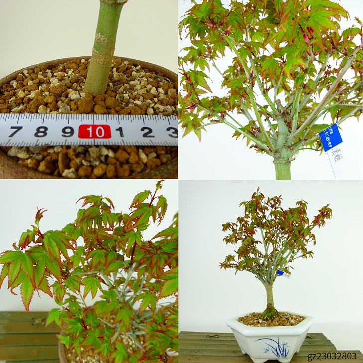 盆栽 紅葉 清姫 樹高 16cm〜18cm もみじ Acer palmatum モミジ カエデ