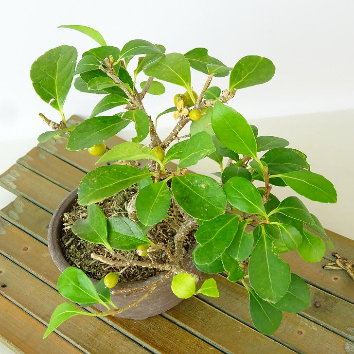 盆栽 岩蔓梅擬 樹高 約11cm いわつるうめもどき イワツルウメモドキ