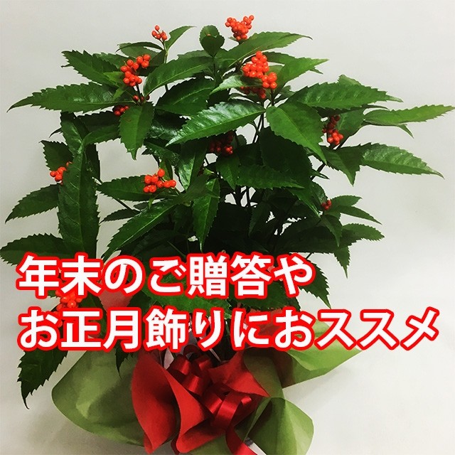 千両 せんりょう 鉢植えの花 鉢植えギフト お正月飾り 金運縁起物 : 花
