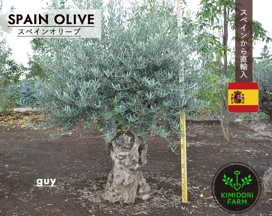 古木 イタリア産 オリーブ 定価36000円 ガーデニング シンボルツリー