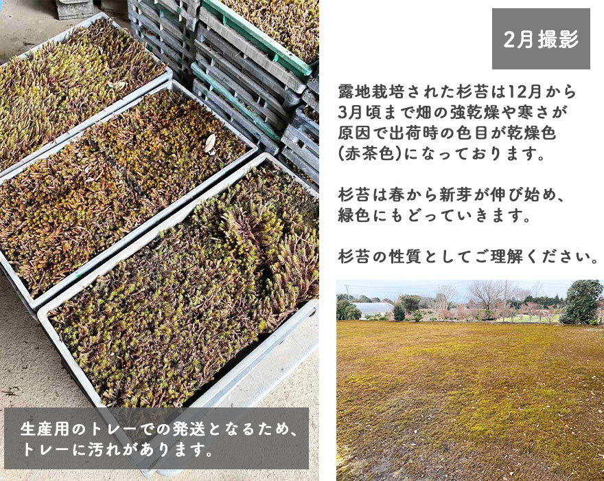 ハイゴケ 這苔 1平米 35cm×45cm(トレー7枚) 1箱 コケ 園芸 日本庭園