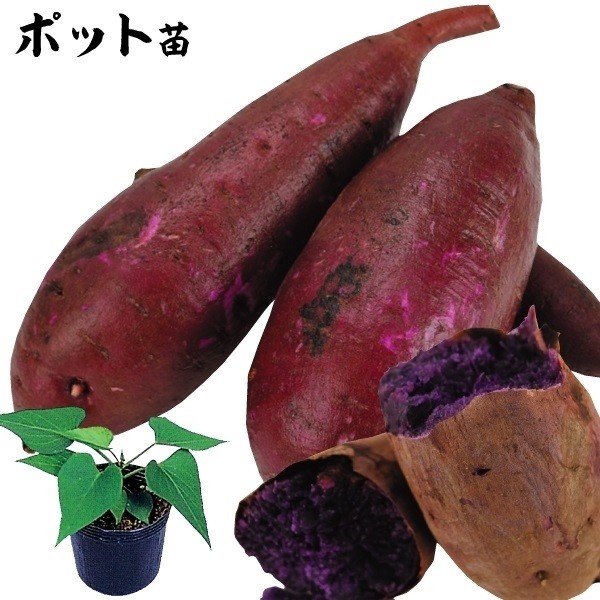 ふくむらさき 苗」の人気商品一覧 | 安い商品を通販サイトから探す