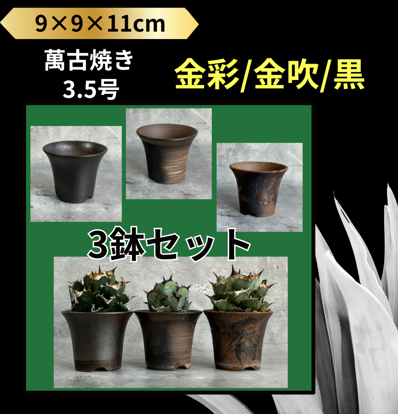 Kaiju Plant 萬古焼 3.5号 陶器鉢 ラッパ アガベ 多肉 塊根 用 金吹 3