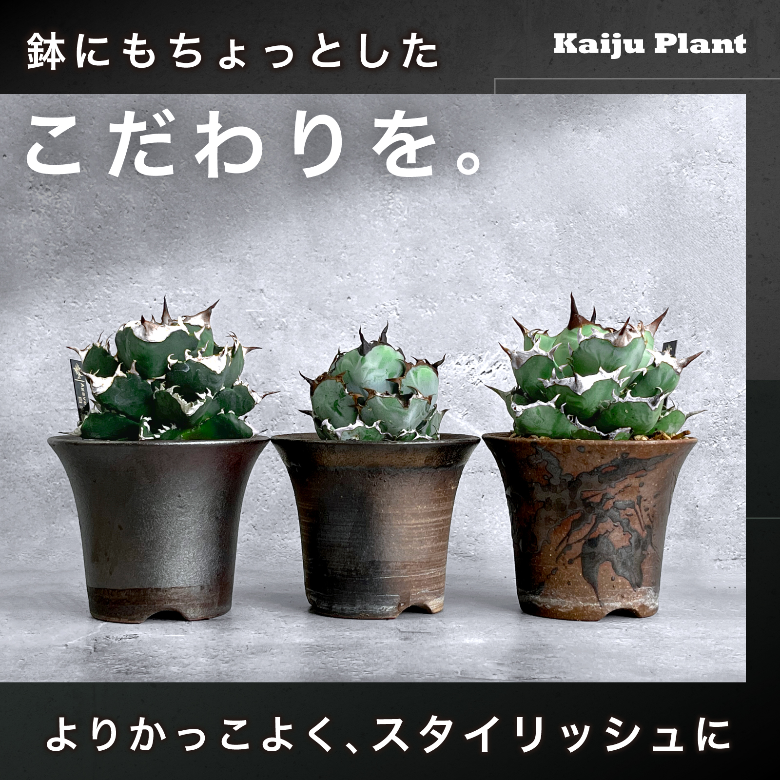 Kaiju Plant 萬古焼 3.5号 陶器鉢 ラッパ アガベ 多肉 塊根 用 金彩 3
