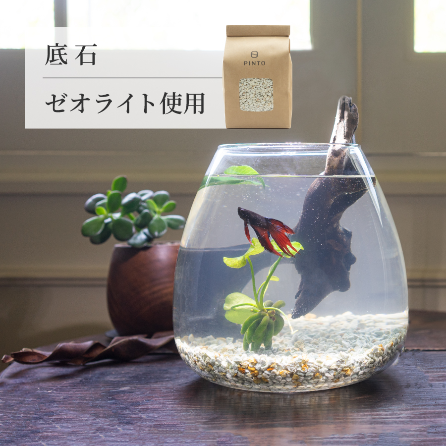 ガラス水槽 ベタ 飼育 セット おしゃれ グラスアクアリウム 流木