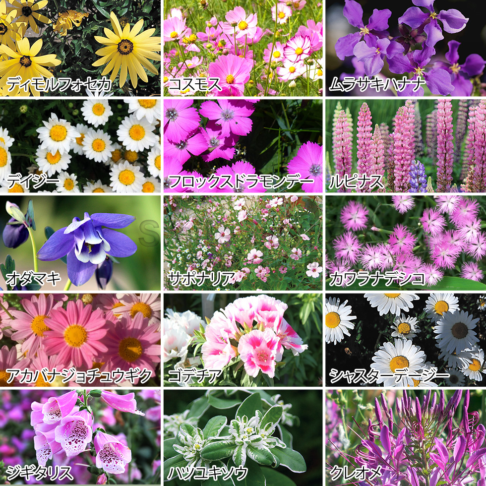 フラワリーランド(2パック) ガーデニングに : アーネスト公式 Yahoo!店