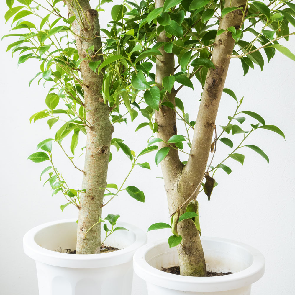 観葉植物 本物 ガジュマル 8号鉢 選べる鉢カバー付 セット 大型 : 観葉