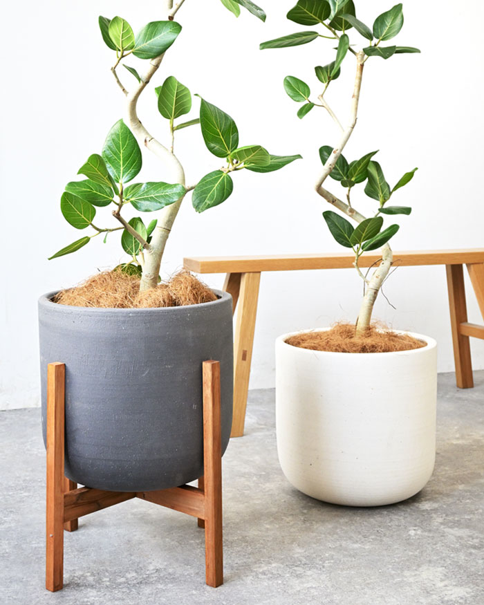 観葉植物 本物 フィカス・ベンガレンシス 7号鉢 らせん樹形 陶器ポット