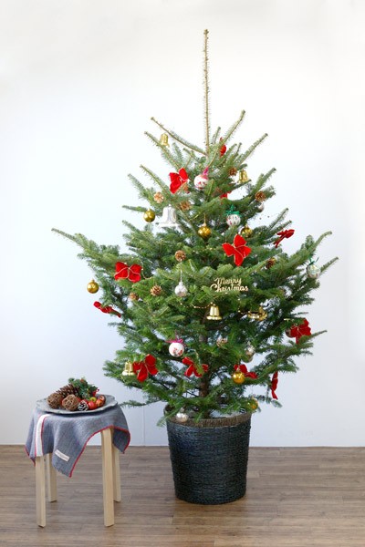観葉植物の専門店 彩植健美 - もみの木・クリスマスツリーにおすすめ