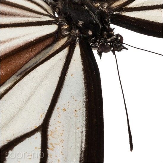 昆虫標本 蝶の標本 アサギマダラ メタリック調ライトフレーム