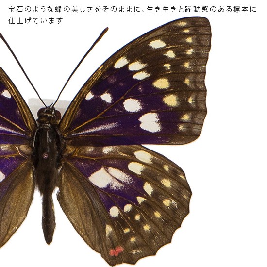 昆虫標本 蝶の標本 オオムラサキ メタリック調ライトフレーム