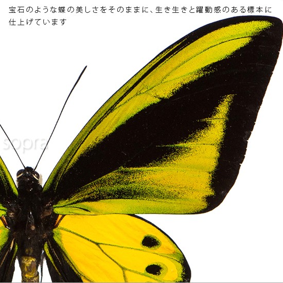 昆虫標本 蝶の標本 ゴライアストリバネアゲハ メタリック調ライト