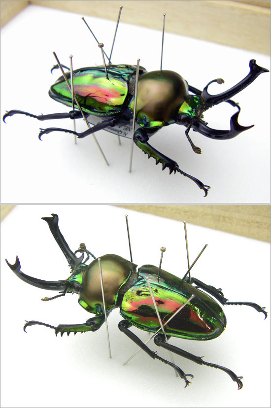 昆虫標本 ニジイロクワガタ 桐箱 : ソプラノYahoo!店 - 通販 - Yahoo