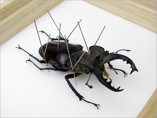 昆虫標本 ミヤマクワガタ 桐箱 : ソプラノYahoo!店 - 通販 - Yahoo
