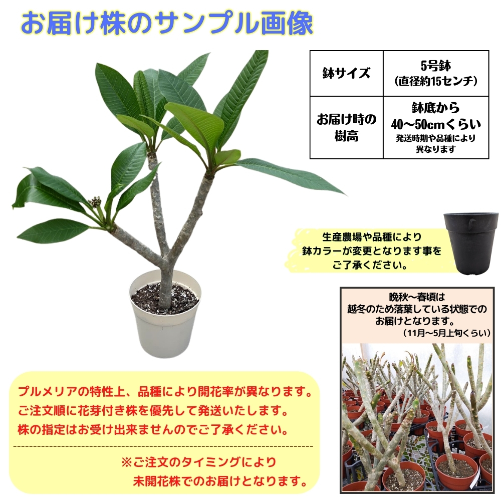 プルメリア 苗 サンスプラッシュ 5号鉢 ☆スタンダード品種☆ : TAHITI