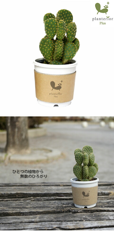 ウチワサボテン 2寸 サボテン 多肉 観葉植物 : タノシミドリ Yahoo!店