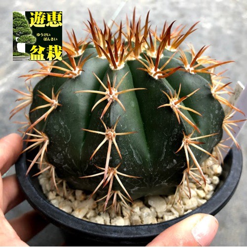 レアプランツ】メロカクタス ネリィ巻雲 特大 大株 花台付き 珍種