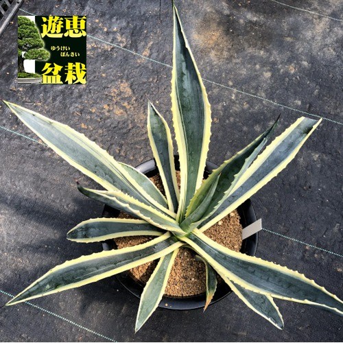 多肉植物：アガベ アメリカーナ覆輪（斑入リュウゼツラン）*幅43cm