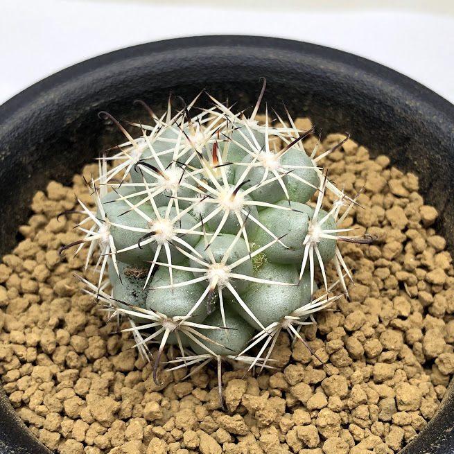 サボテン：マミラリア 白刺蓬莱宮 実生*幅3.5cm : 遊恵盆栽 Yahoo!店