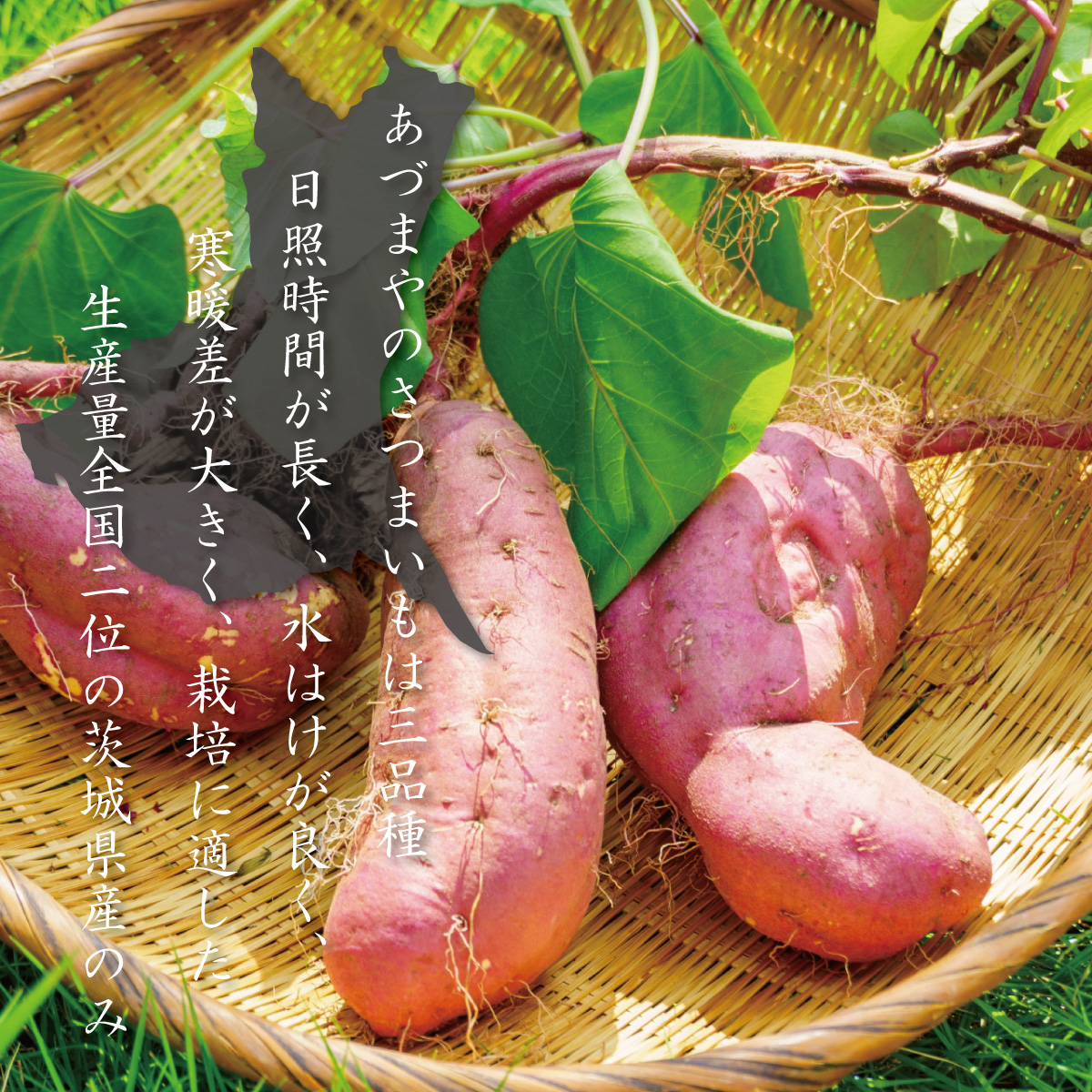 さつまいも 5kg サイズ混合 紅あずま 茨城県産 さつま芋 : やきいも