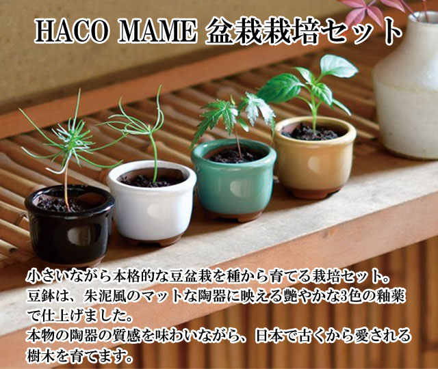 HACO MAME 盆栽 栽培セット 黒松 赤松 紅葉 五色とうがらし 栽培キット