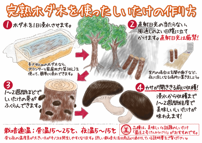 しいたけホダ木 チューリップ4種 楽天市場】【農家直送】お届け後1～2