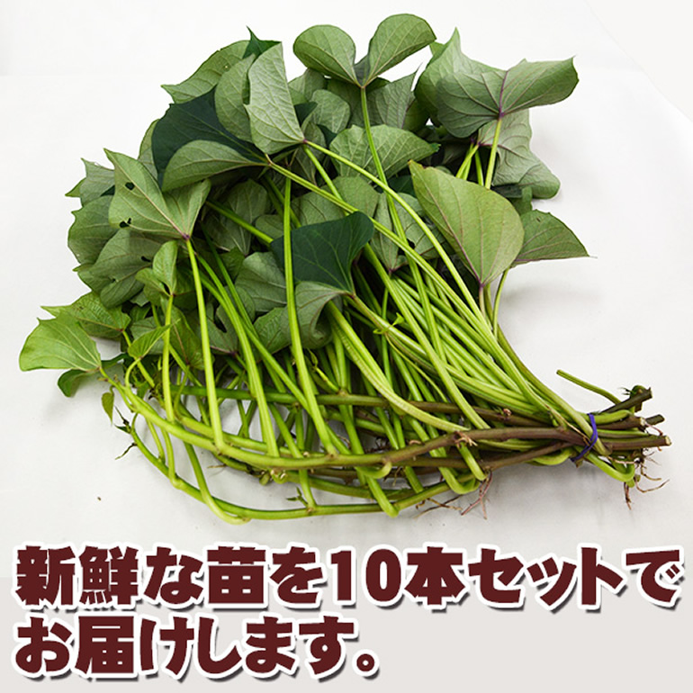 サツマイモ 苗 紅はるか 1束10本 鹿児島産 : プロジェクト鹿児島