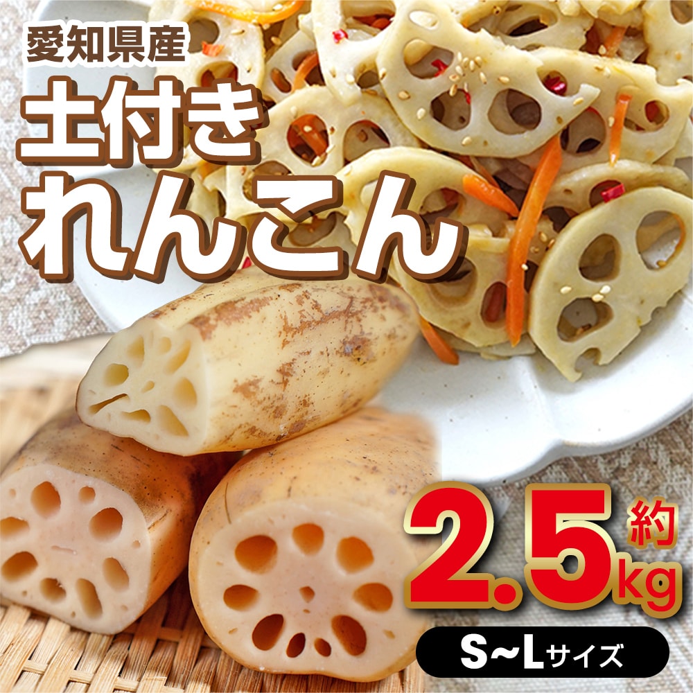 土付きれんこん 上級品 愛知県産 約2.5kg S～Lサイズ レンコン 蓮根