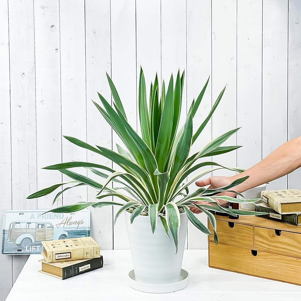 PLANCHU 観葉植物 ユッカ グロリオサ バリエガータ 7号鉢 受け皿付き