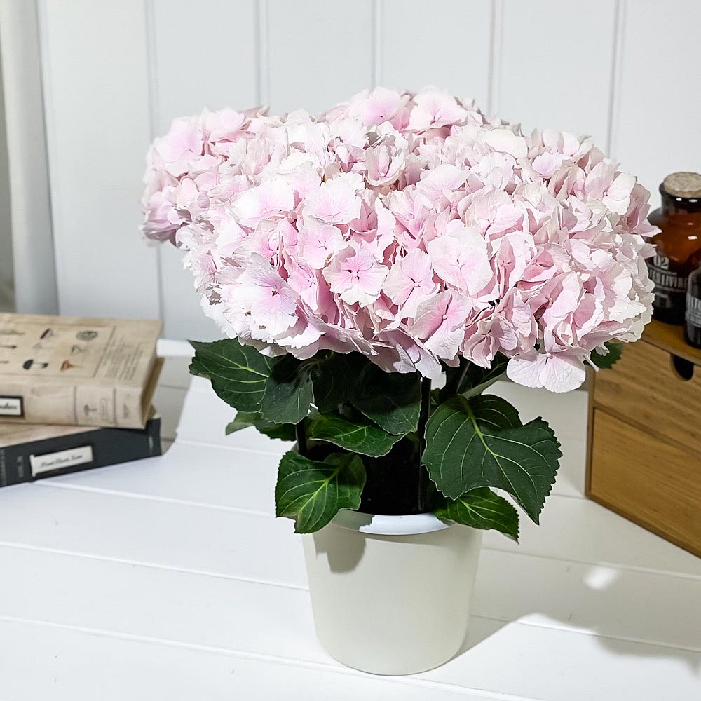 PLANCHU 鉢花 ハイドランジア ブラックスチール ゼブラフラミンゴ