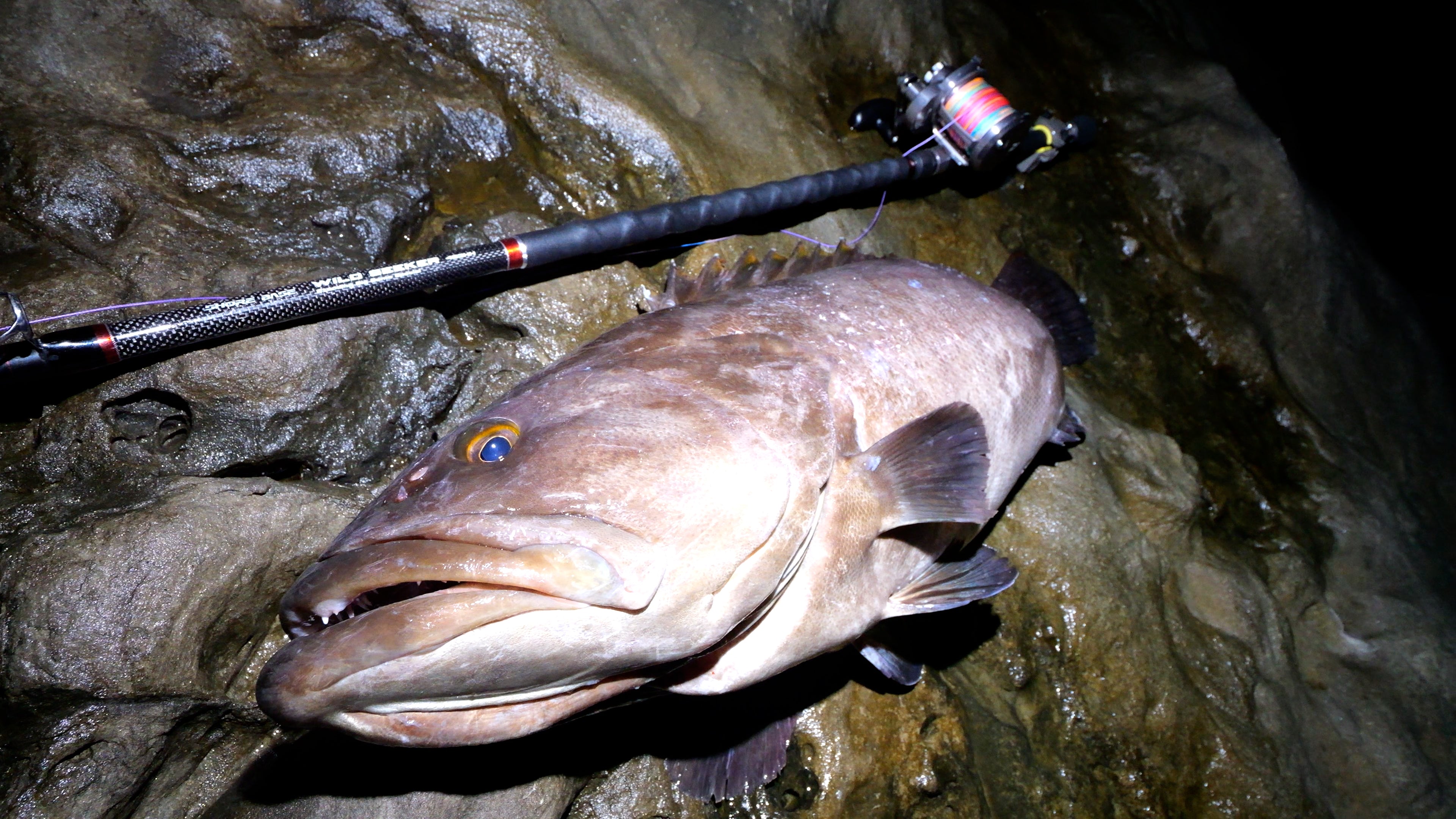 ロッド SHORE BASE WILD SEEKER453H-S ロッド SHORE BASE WILD