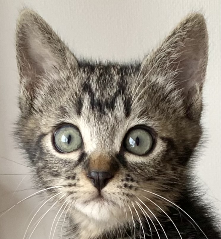 チビ太くん | しあわせにゃんこ 東京の千駄木・谷中で活動中の猫の譲渡