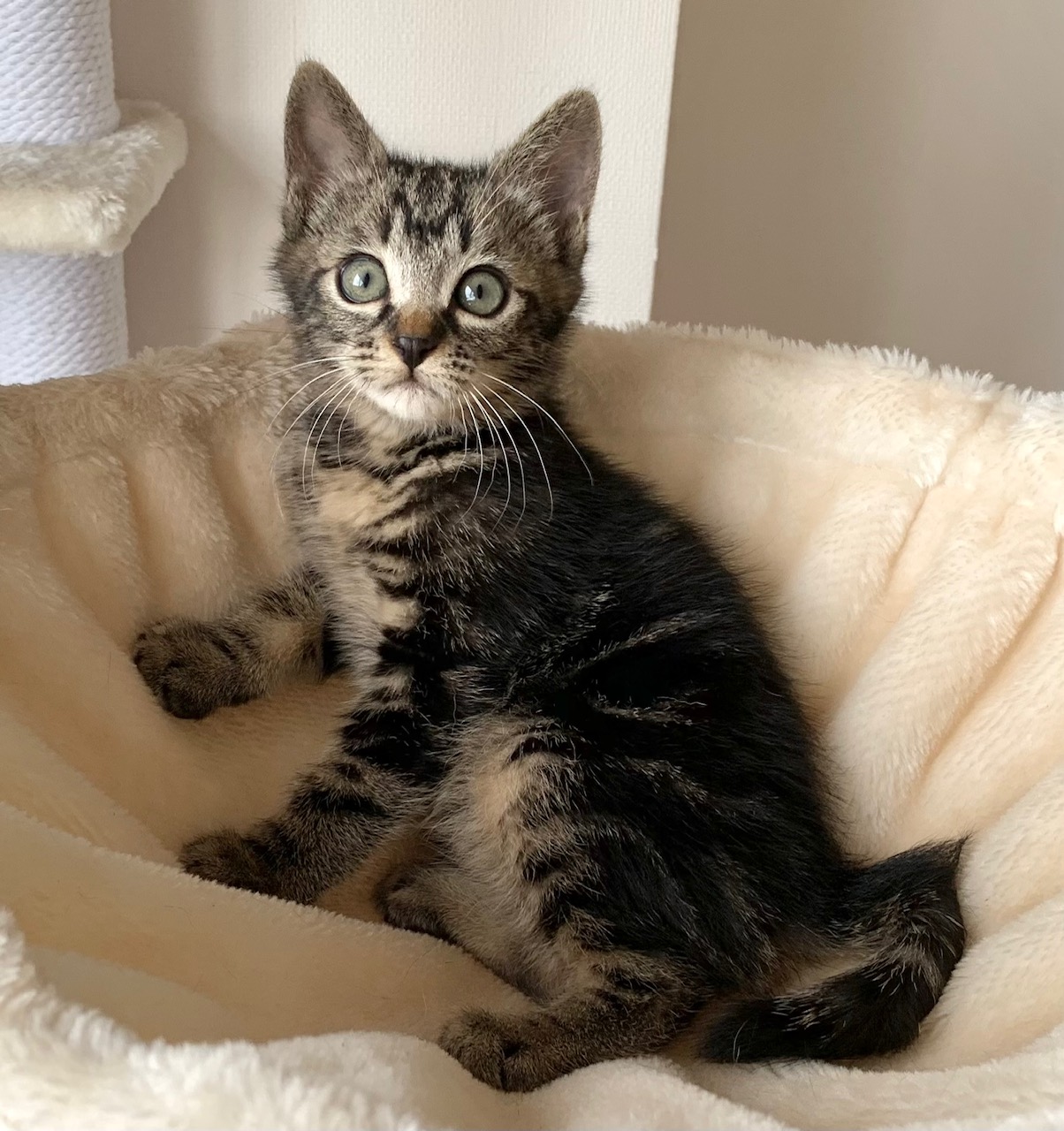 チビ太くん | しあわせにゃんこ 東京の千駄木・谷中で活動中の猫の譲渡