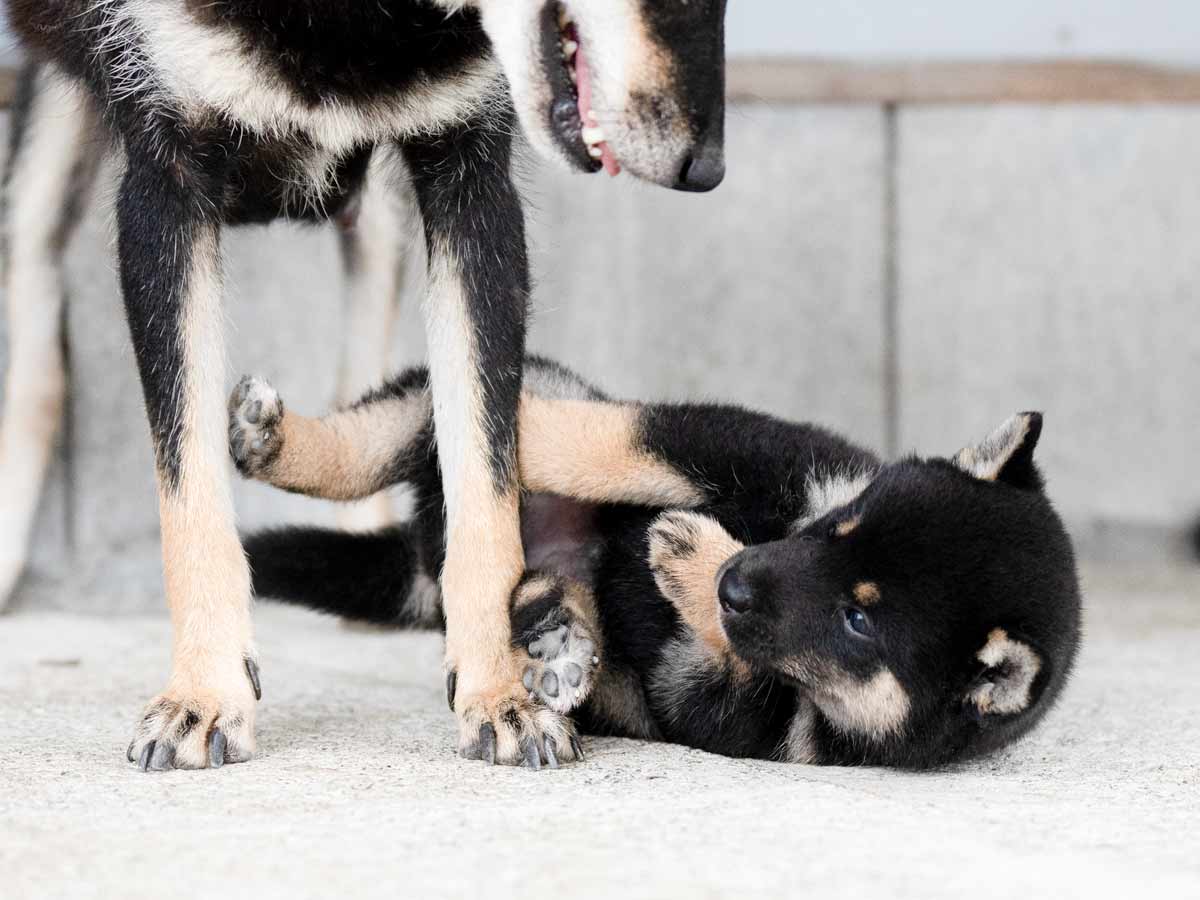 黒柴子犬販売 | ID4482 | 完全保証付き | 三重・東京対応 | 柴犬専門
