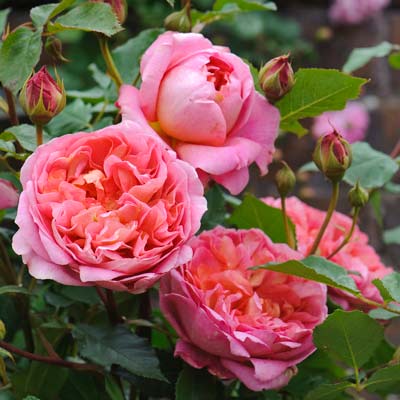 イングリッシュローズ(英) | バラ苗の通販の篠宮バラ園