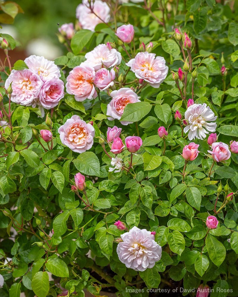 エリザベス｜バラ苗の通販の篠宮バラ園