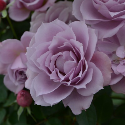 紫の上 ｜バラ苗の通販の篠宮バラ園