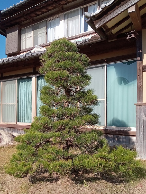 商品紹介（クロマツ【黒松】） - 伸松園