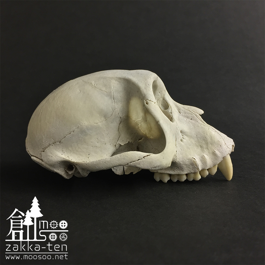 ニホンザルの頭骨 | 博物と古物の奇妙な雑貨店 シュレディンガーの猫