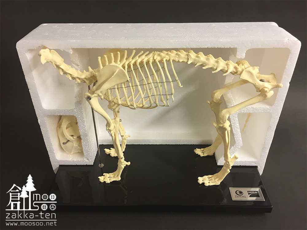 犬の全身骨格模型 | 博物と古物の奇妙な雑貨店 シュレディンガーの猫
