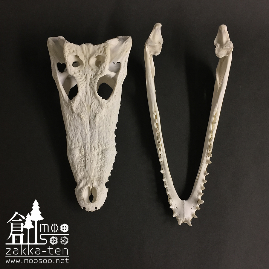 ワニの頭骨 | 博物と古物の奇妙な雑貨店 シュレディンガーの猫｜金沢の