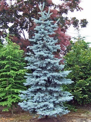 ⑪ ブンゲンス トウヒ ホプシー7号 最高等級極上品‼️ ① プンゲンス